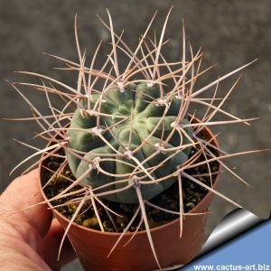 Gymnocalycium sp. mostruoso (BLIND FORM)