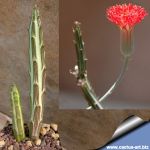 Senecio stapeliiformis