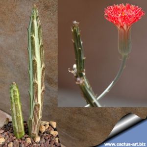 Senecio stapeliiformis