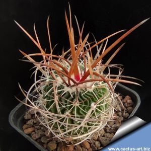 Echinofossulocactus erectocentrus CH484 La Soledad, Nuevo Leon, Mexico, 1520m
