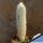 Micranthocereus flaviflorus Bahia, Brazil.