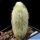 Micranthocereus flaviflorus Bahia, Brazil.