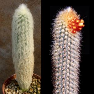 Micranthocereus flaviflorus Bahia, Brazil.