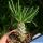 Tylecodon wallichii