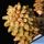 Tylecodon wallichii