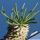 Tylecodon wallichii