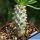 Tylecodon wallichii
