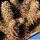 Tylecodon wallichii