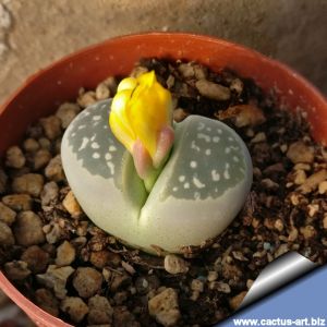 Lithops olivacea C109 10km North of Pofadder, Cape Province