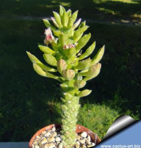 Monadenium stapelioides (Euphorbia neostapelioides)