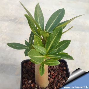 Adenium arabicum