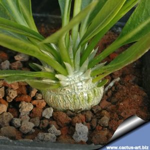 Pachypodium brevicaule