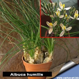 Albuca humilis