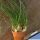 Albuca humilis