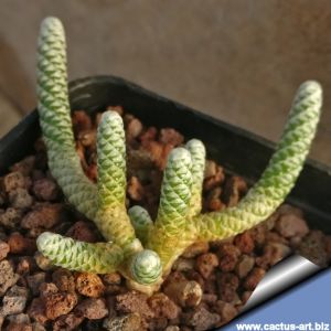 Avonia albissima Richtersveldt, Northern Cape, South Africa  (Anacampseros albissima)