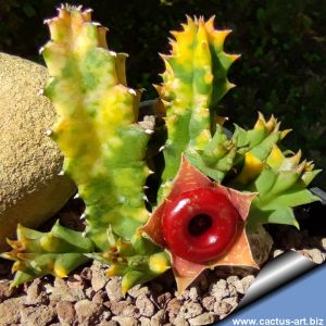 Huernia zebrina variegata