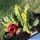 Huernia zebrina variegata