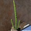 Monadenium ellenbeckii (Euphorbia bisellenbeckii)