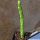 Monadenium ellenbeckii (Euphorbia bisellenbeckii)