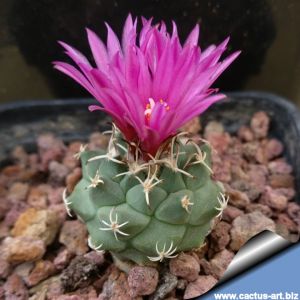 Turbinicarpus alonsoi PP859 Xichu, Guanajuato, Mexico.