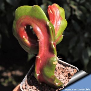 Hylocalycium cv. RAINBOW DRAGON (Chimera)