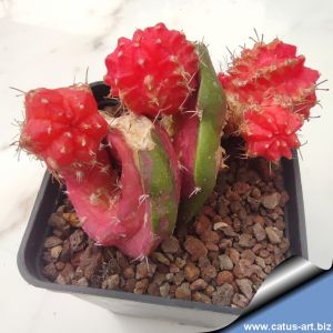 Hylocalycium cv. RAINBOW DRAGON (Chimera)