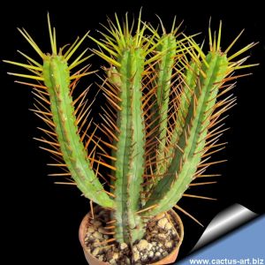 Euphorbia enopla f. Yellow Spines