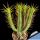 Euphorbia enopla f. Yellow Spines