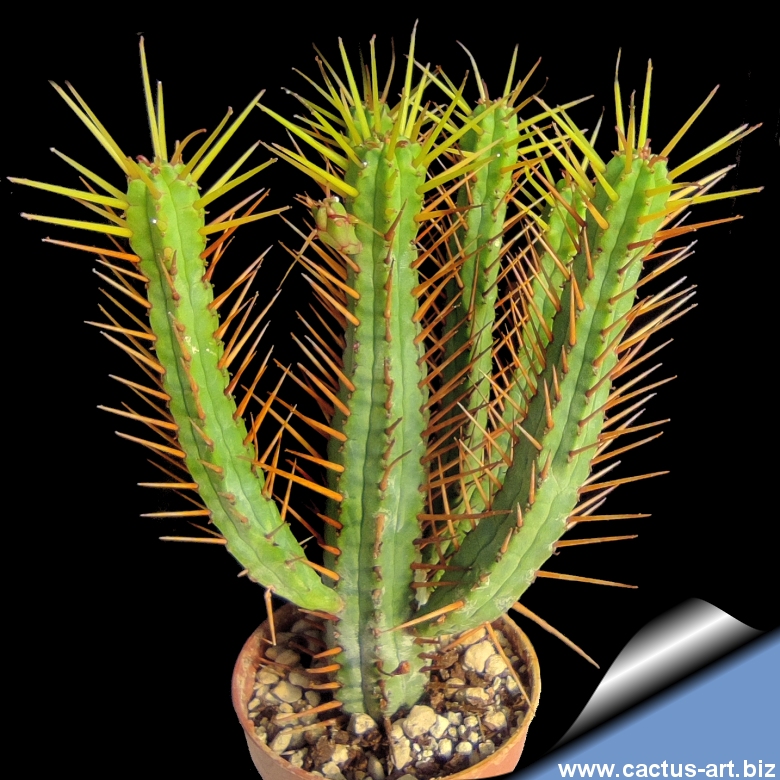 Euphorbia enopla camille 18