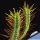 Euphorbia enopla f. Yellow Spines