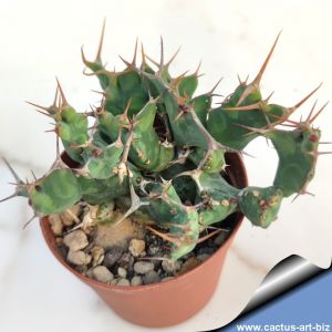 Euphorbia grandicornis f. mostruosa