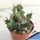 Euphorbia grandicornis f. mostruosa
