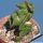 Euphorbia leucodendron f. cristata