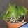 Euphorbia leucodendron f. cristata