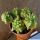 Euphorbia horrida f. monstruosa "kikko" (clone 3 short stems)