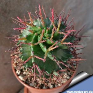 Euphorbia horrida hybrid cv. Spiralis (Spiral form)