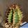 Euphorbia virosa Clone P