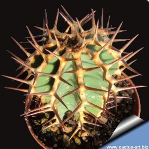 Euphorbia virosa Clone P