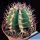Euphorbia virosa Clone P