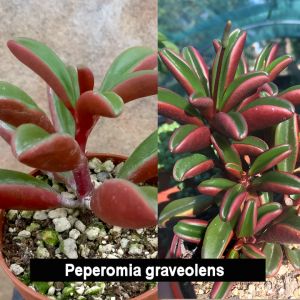 Peperomia graveolens (Ruby glow)