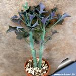 Senecio articulatus (Candle Plant)