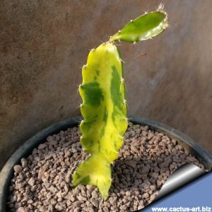 Hylocereus undatus f. variegata 