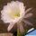 Echinopsis hybrid cv. DEL RUE
