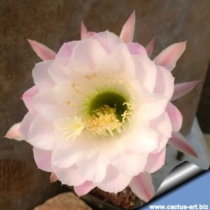 Echinopsis hybrid cv. DEL RUE
