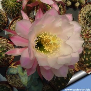 Echinopsis hybrid cv. DEL RUE