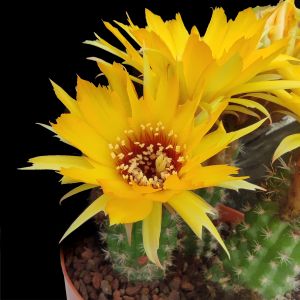Chamaecereus hybrid (Chamaelobivia) cv. CRAZY SEX