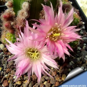 Chamaecereus hybrid (Chamaelobivia) cv. LINCOLN PARADISE