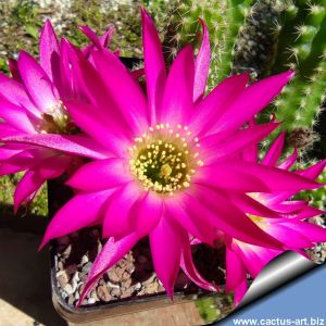 Chamaecereus hybrid (Chamaelobivia) cv. FLOR-VIOLA GOLA BIANCA/VERDE B