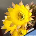 Chamaecereus hybrid (Chamaelobivia) cv. GELBER FRANZ
