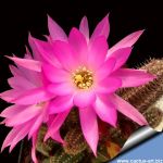Chamaecereus hybrid (Chamaelobivia) cv. LADY MADONNA